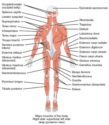 2.7 Focused Assessments – Clinical Procedures for Safer Patient Care