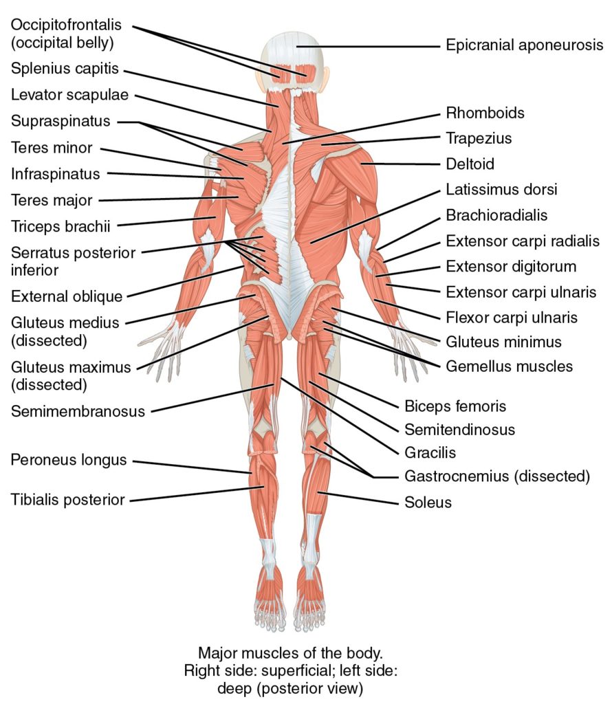 2.7 Focused Assessments – Clinical Procedures For Safer Patient Care