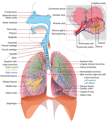 2.7 Focused Assessments – Clinical Procedures for Safer Patient Care