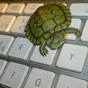 A small turtle crawls across a keyboard.