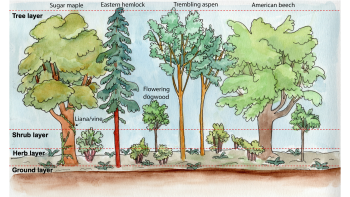 Lab 12: Coastal Forest Virtual Field Trip – Laboratory Manual for ...