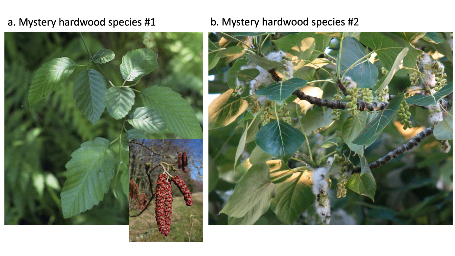 Lab 12 Coastal Forest Virtual Field Trip Laboratory Manual for