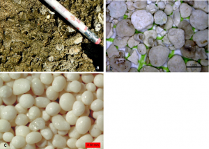 Figure 6.11 Carbonate rocks and sediments: (a) mollusc-rich limestone formed in a lagoon area at Ambergris, Belize, (b) foraminifera-rich sediment from a submerged carbonate sandbar near to Ambergris, Belize (c) ooids from a beach at Joulters Cay, Bahamas.