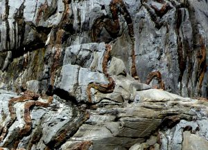 Figure 6.13 Chert (brown layers) interbedded with Triassic Quatsino Fm. limestone on Quadra Island, B.C. All of the layers have been folded, and the chert, being insoluble and harder than limestone, stands out.