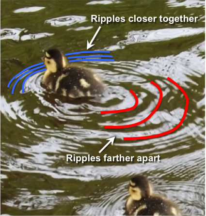 Duckling illustrates the Doppler effect in water