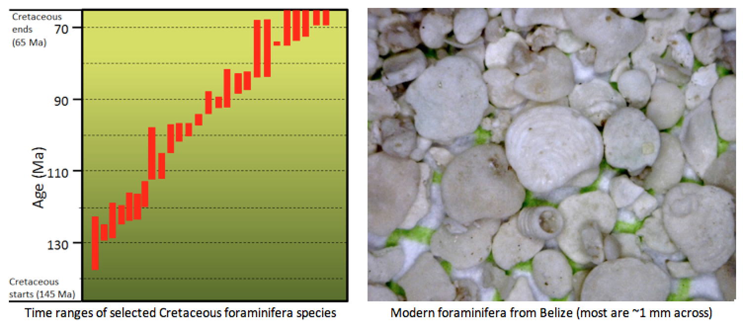 foraminifera