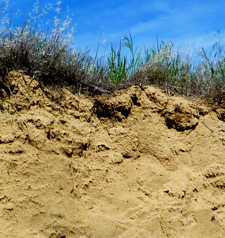 Photograph of Poorly developed soil on wind-blown silt (loess) in an arid part of northeastern Washington State.