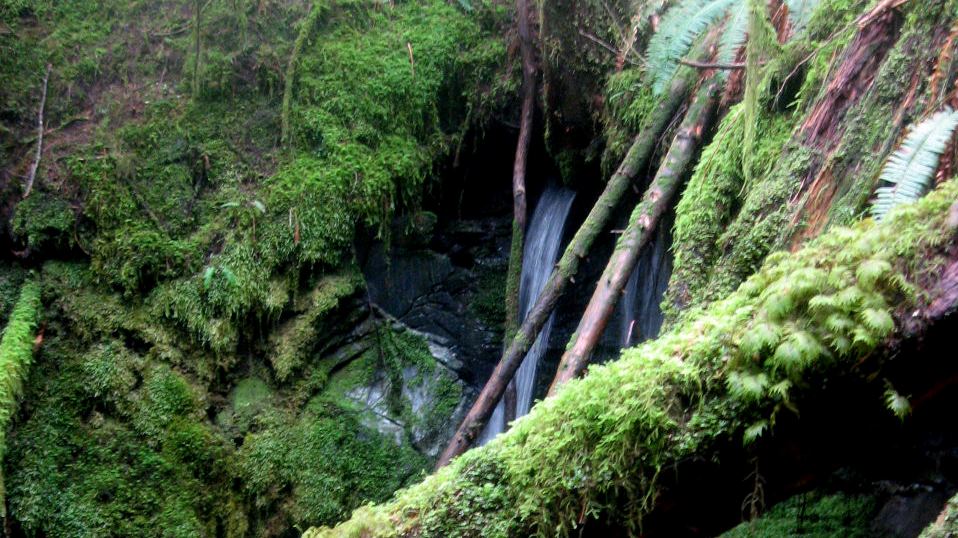 Figure 14.1 A spring flowing from a limestone cave on Quadra Island, B.C. [SE]