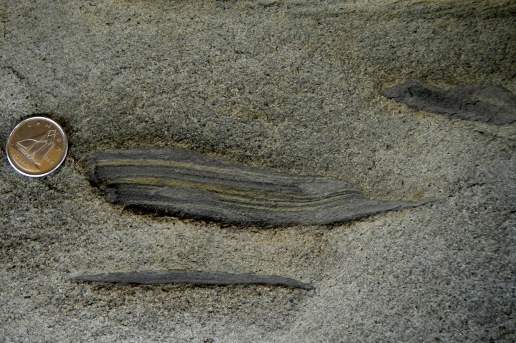 Figure 8.6b Rip-up clasts of shale embedded in Gabriola Formation sandstone, Gabriola Island, B.C. The pieces of shale were eroded as the sandstone was deposited, so the shale is older than the sandstone. [SE]