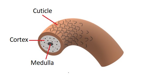 A diagram of a magnified hair strand, depicting the location of the cuticle, cortex, and medulla.