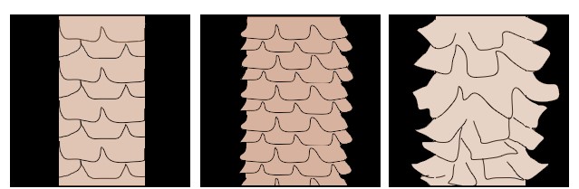 An enlarged diagram showing the porosity of three different strands of hair. Described in following text.