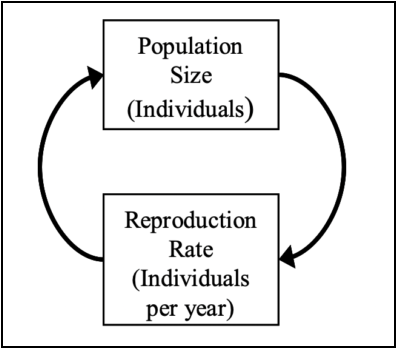 Population size (number of individuals) and the reproduction rate (number of individuals per year) are in a feedback loop.