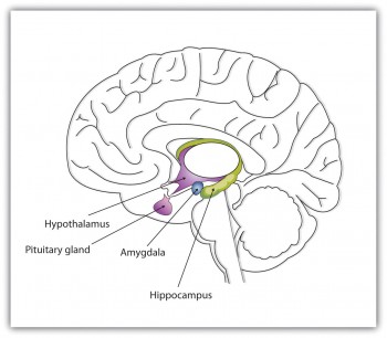 4.2 Our Brains Control Our Thoughts, Feelings, And Behaviour ...