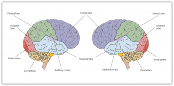 4.2 Our Brains Control Our Thoughts, Feelings, and Behaviour ...