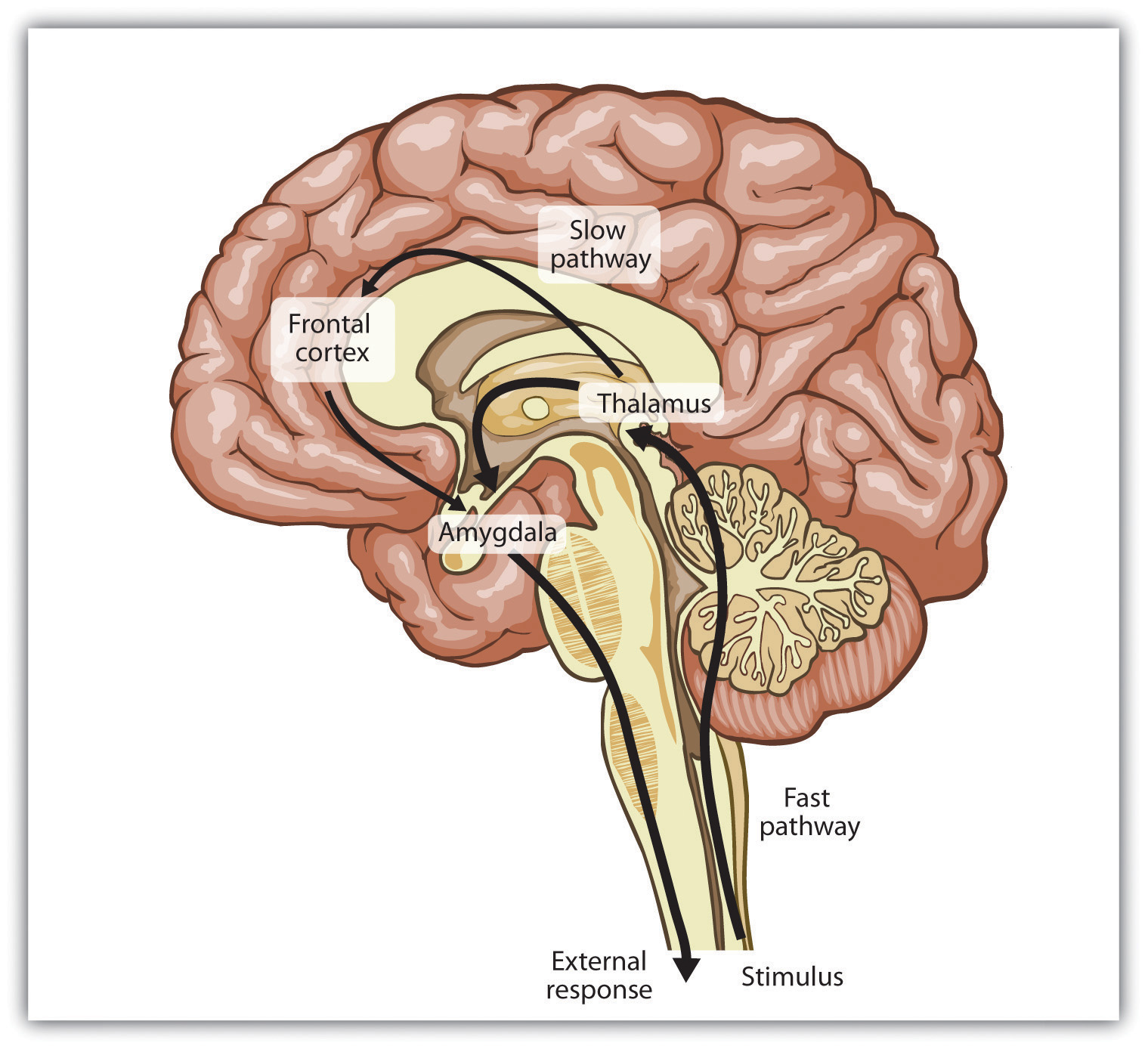 The Role of⁣ Emotions ‍in Sharing