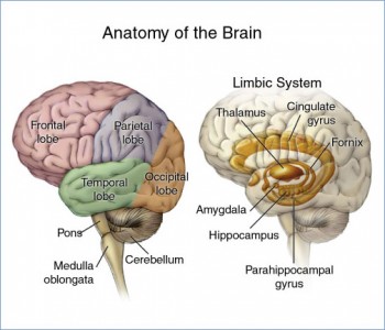 4.2 Our Brains Control Our Thoughts, Feelings, and Behaviour ...