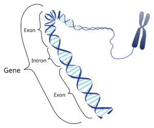 Graphic of the coding region in a segment of eukaryotic DNA.