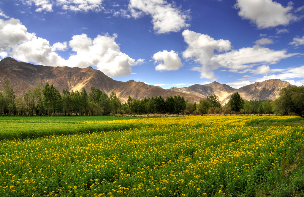 Field of green plants with yellow flowers under a partly cloudy blue sky.