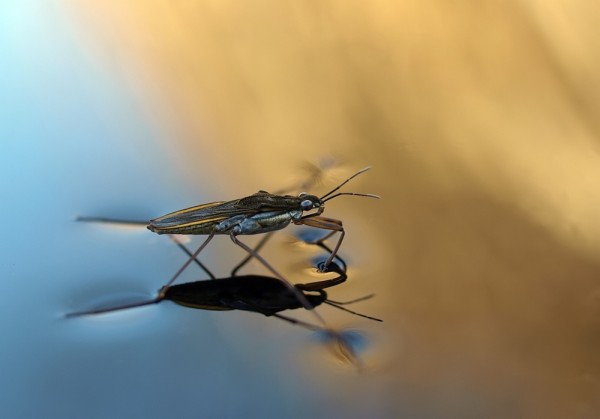Small insects can actually walk on top of water because of surface tension effects.
