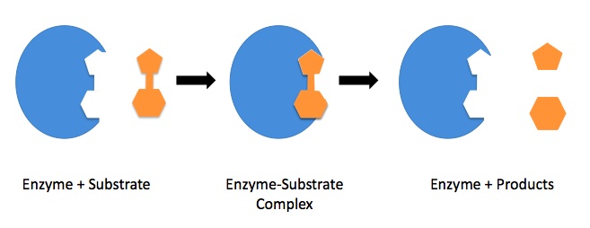 Lock-and-Key model of enzymatic catalysis.