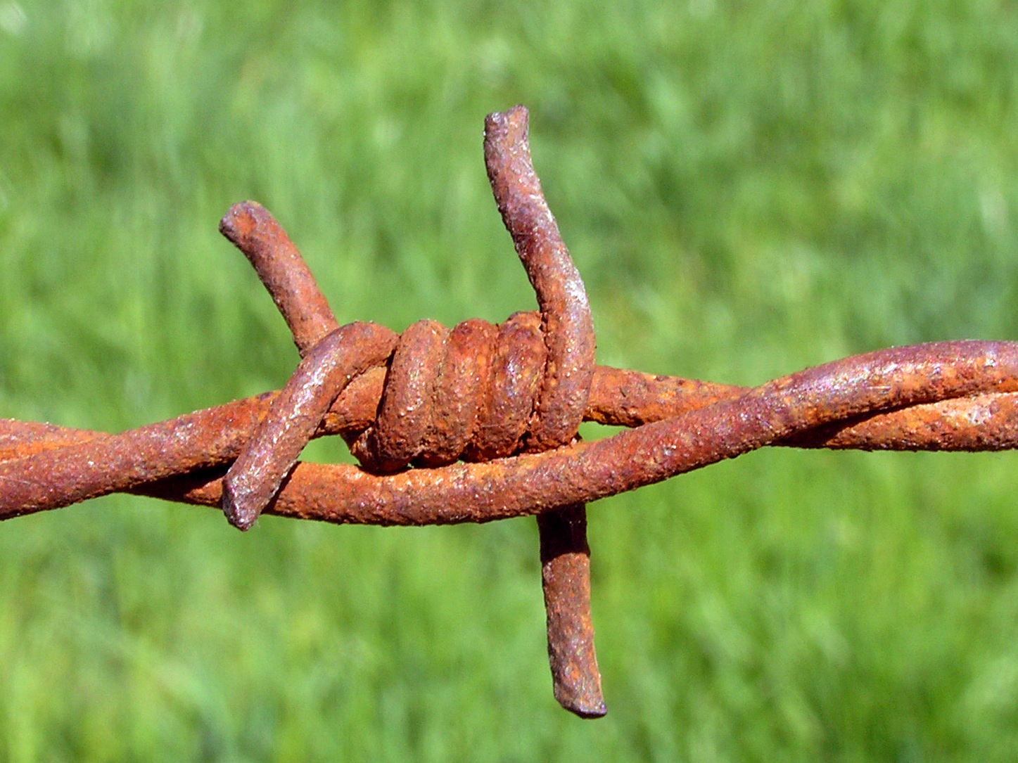 A close-up of rusted barbed wire.