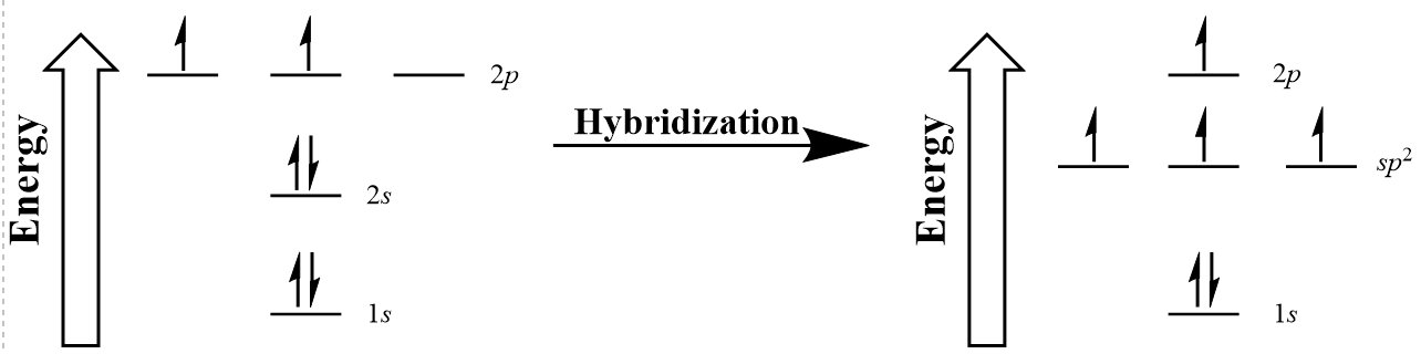sp2 hybridization of carbon.