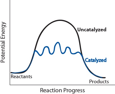 Potential energy diagram of catalyzed vs uncatalyzed reaction pathway.