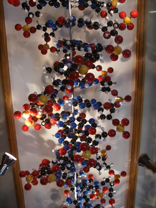 The DNA in our cells is a polymer of nucleotides, each of which is composed of a phosphate group, a sugar, and a N-containing base. Source: “DNA” by Anders Sandberg is licensed under Creative Commons Attribution 2.0 Generic