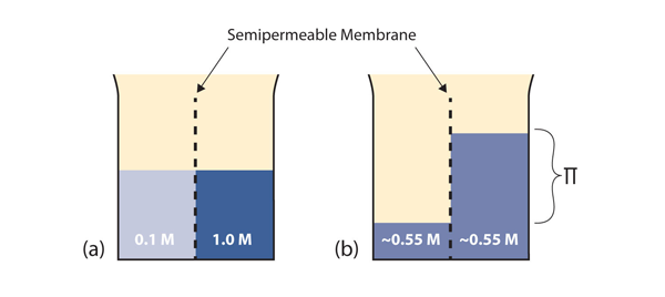 Semipermeable Membrane