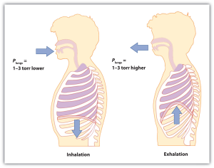 Breathing requires a pressure difference of 1 to 3 torr.