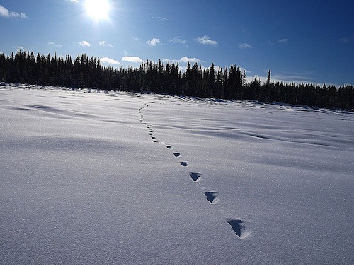 Tracks in the snow.