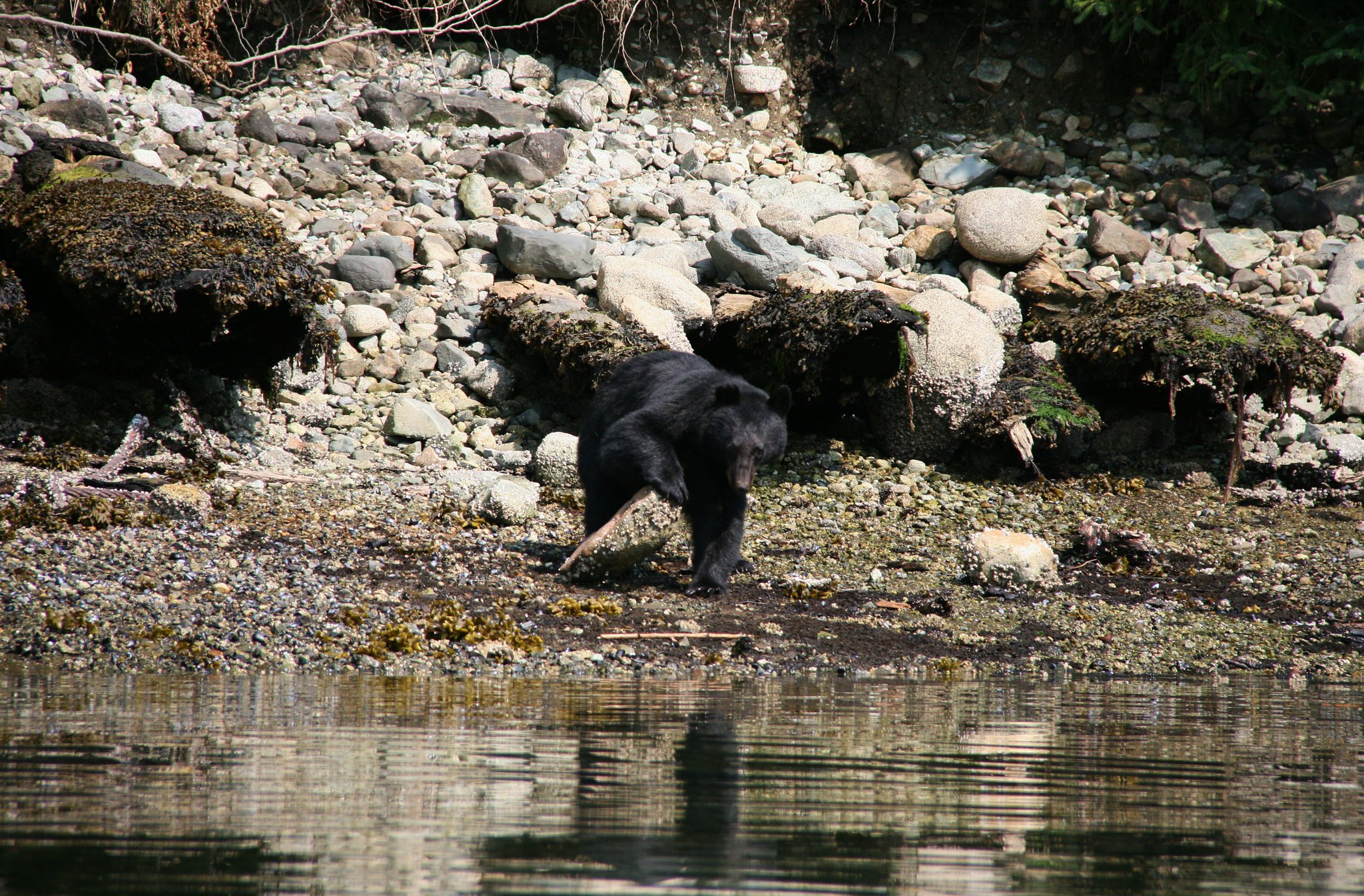 A black bear checks under a rock by a river.