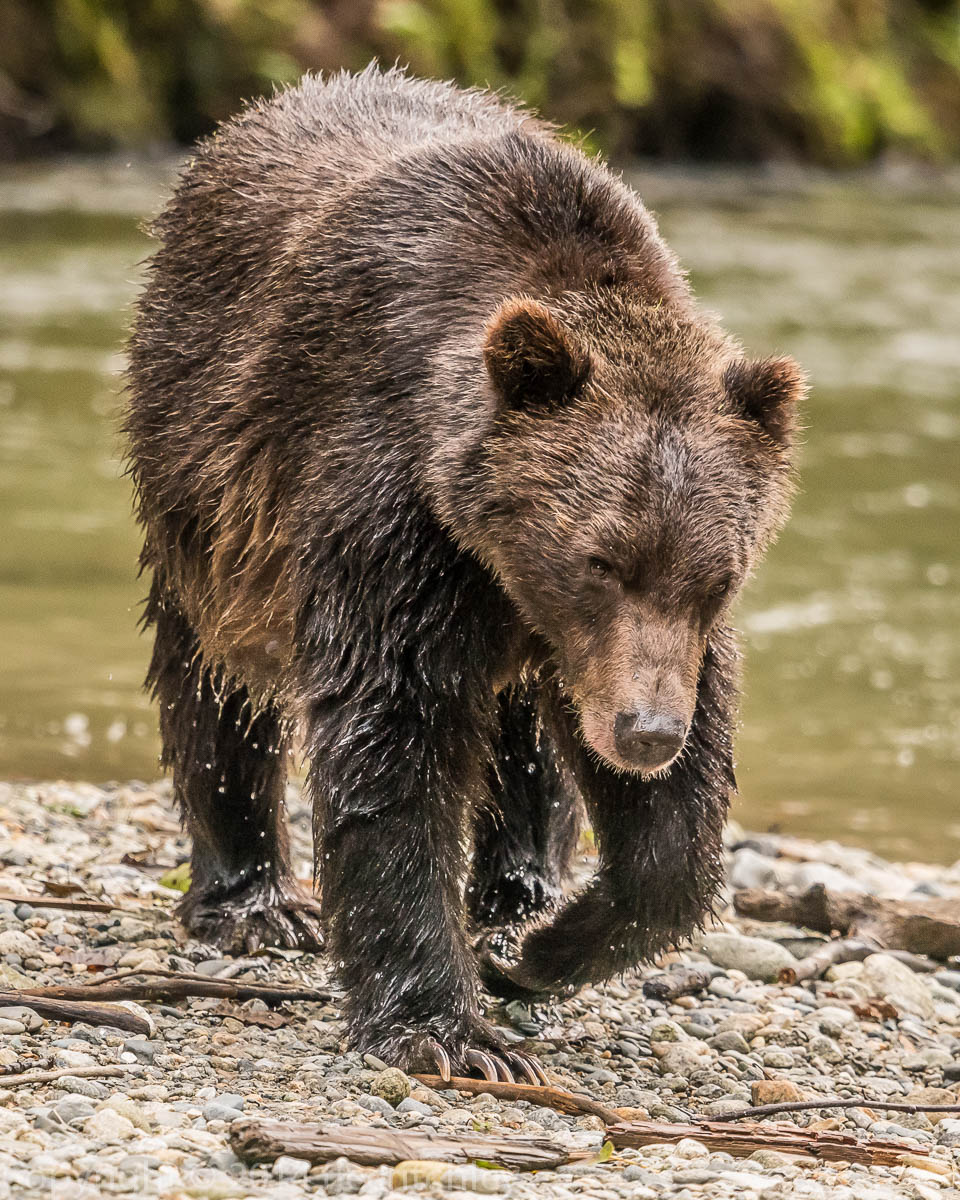A bear walking along the water's edge.