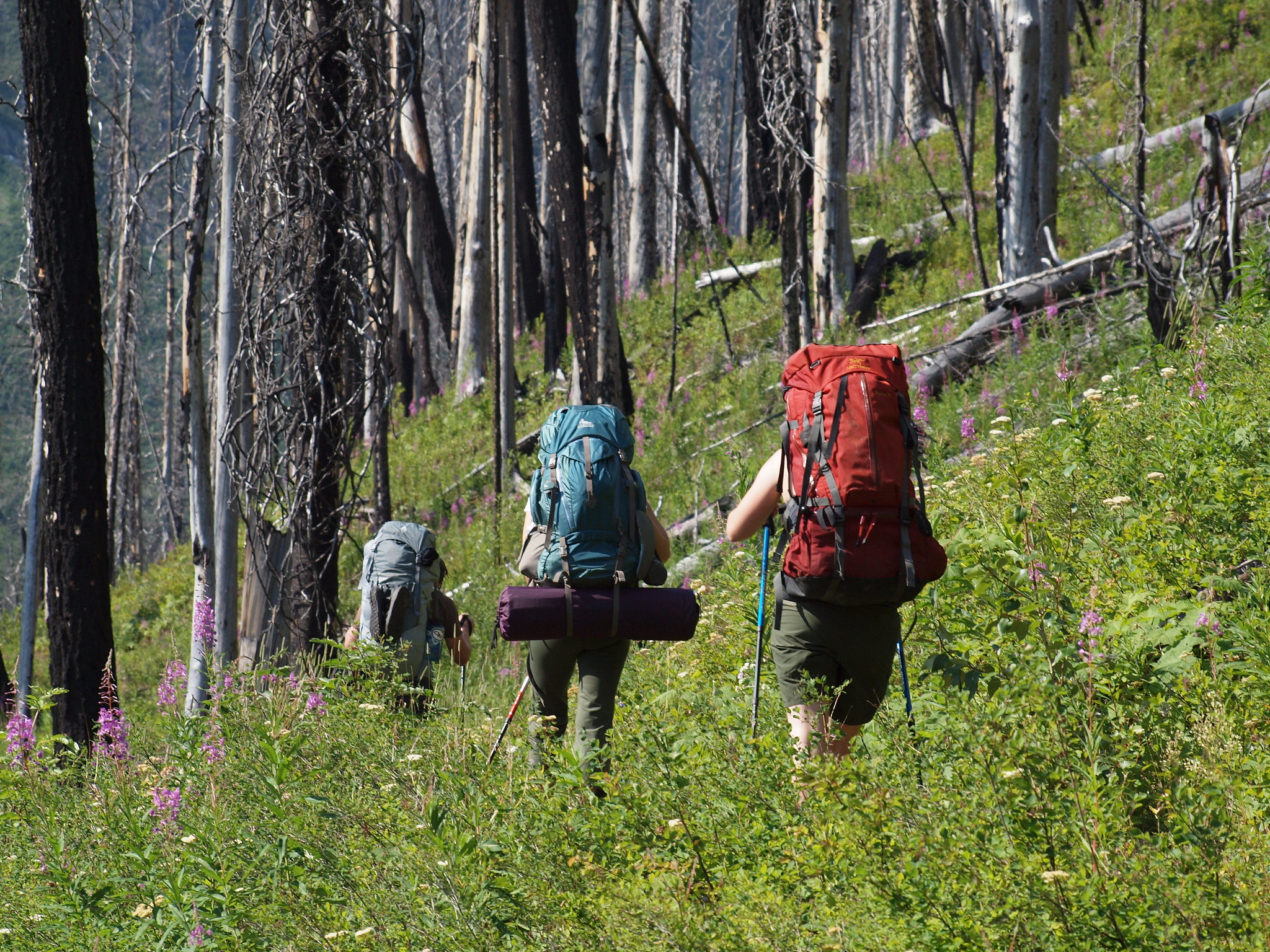 People carrying large backpacks hike through a forest.