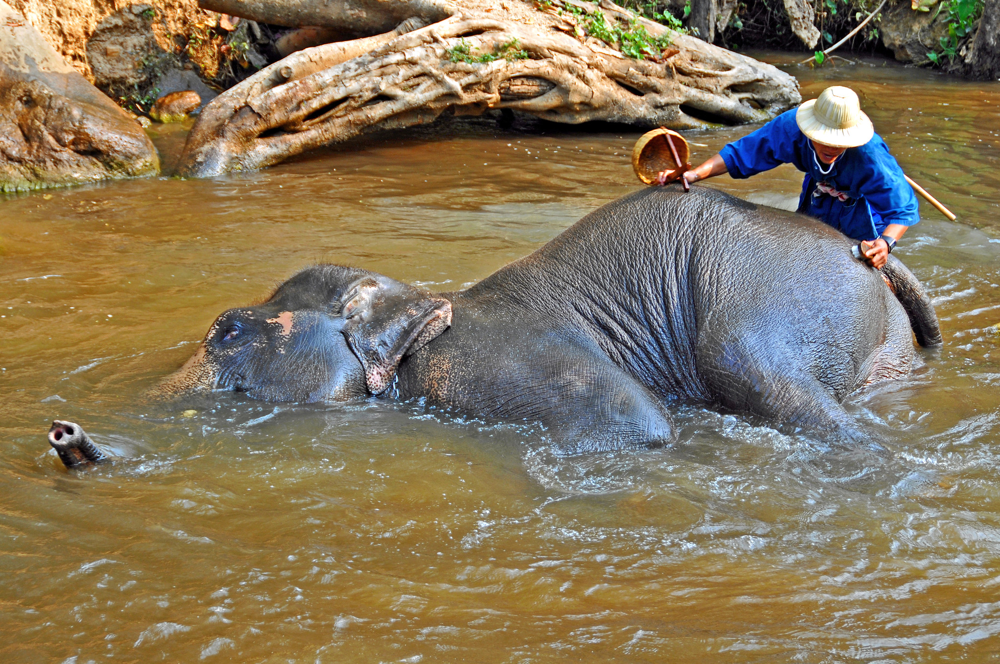 An elephant lies in a stream while a person washes his body with a brush.