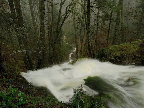 A large stream runs down a hillside in a misty forest.