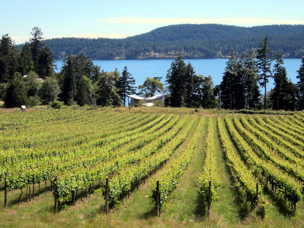 Rows of grapevines in a field.