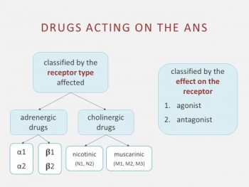 4.5 ANS Medication Classes And Nursing Considerations – Fundamentals Of ...