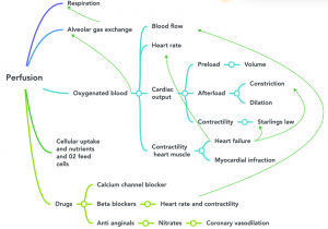 Concept Map: Perfusion – Fundamentals Of Nursing Pharmacology – 1st ...