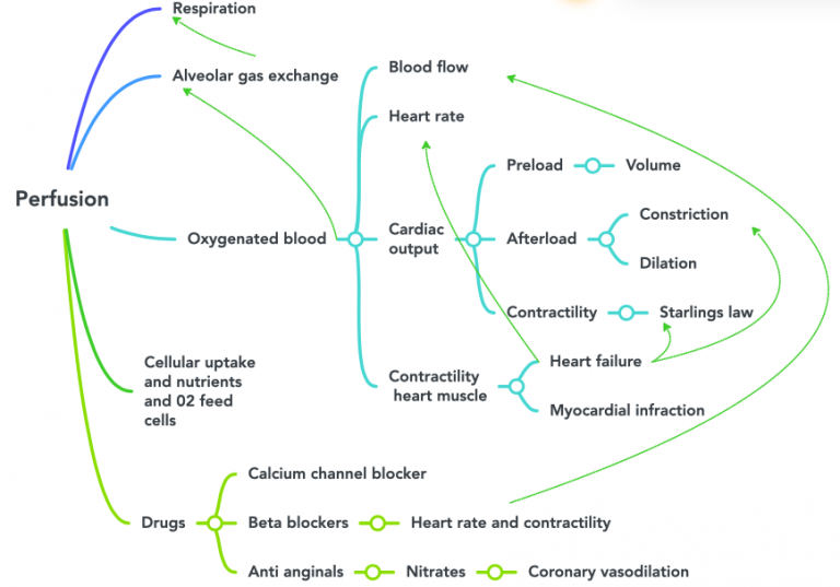 6.2 Perfusion And Renal Elimination Concepts – Fundamentals Of Nursing ...