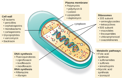 Illustration of various mechanisms of actions of antimicrobial medication with labels.