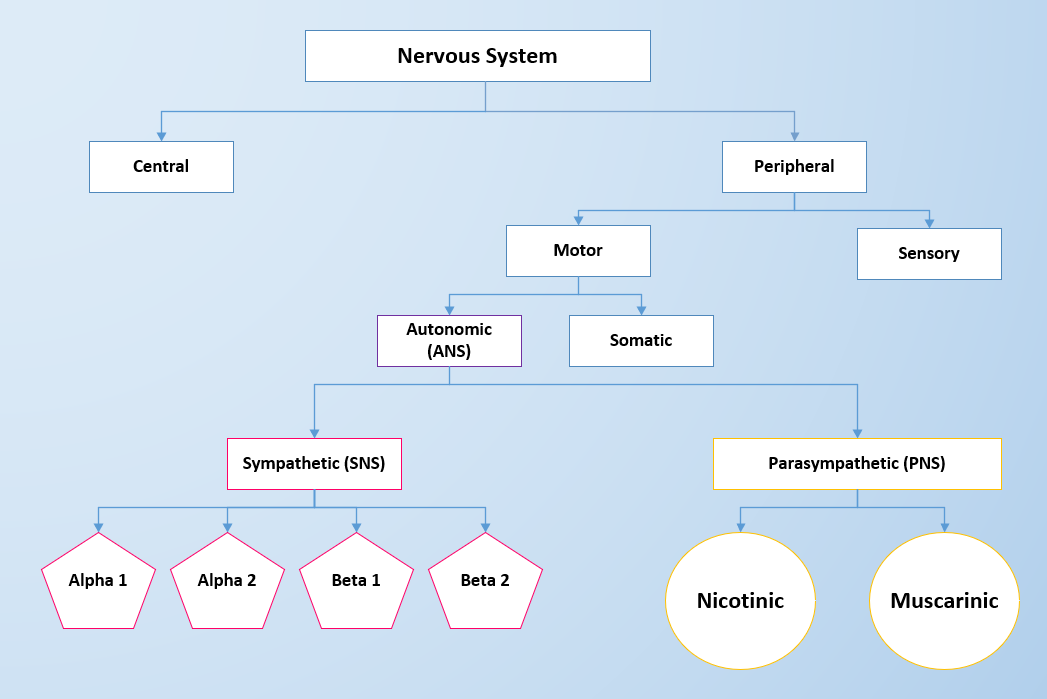 The nervous System Concept Map. Central and peripheral elements. Blood Concept Map. Blood Concept Map (with Key).