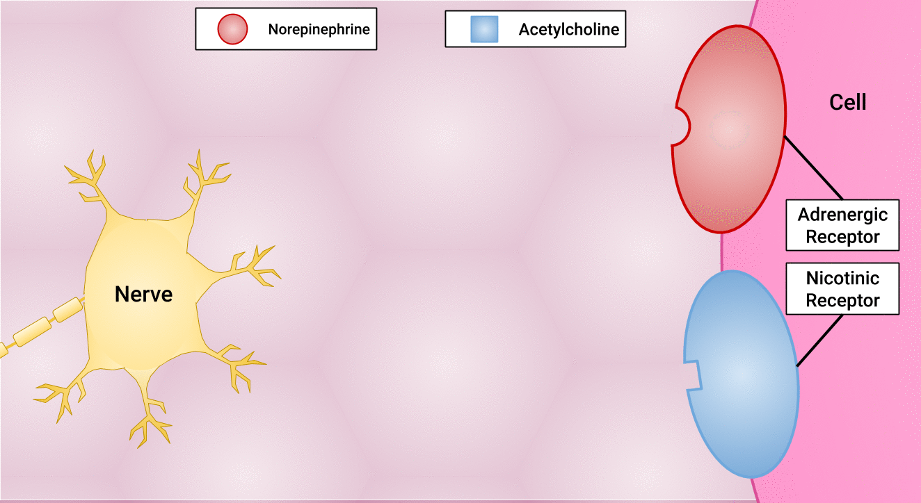 The nerve releases releases norepinephrine and acetylcholine. Norepinephrine goes to the adrenergic receptor of the cell while acetylcholine goes to the nicotinic receptor of the cell.