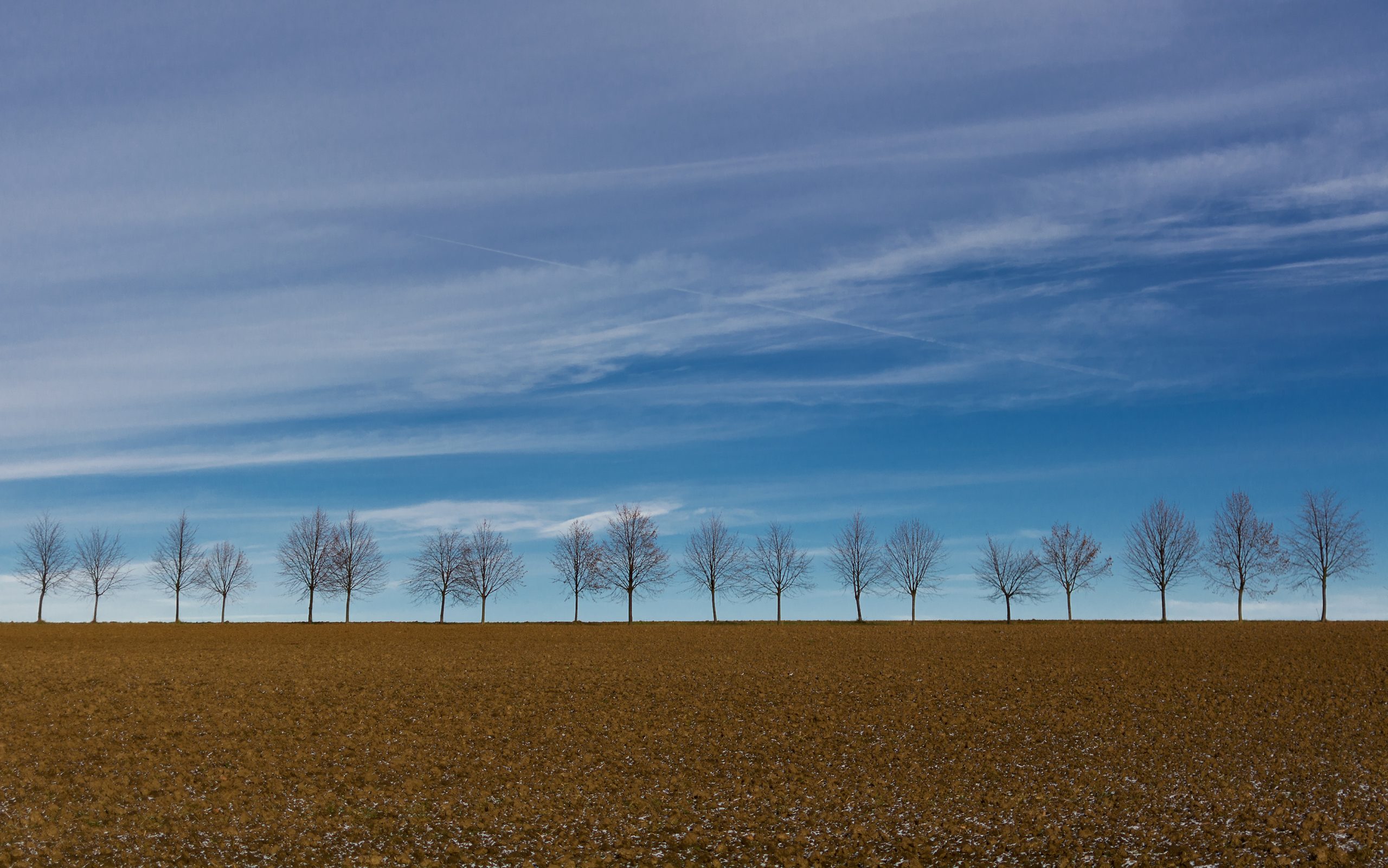 A row of trees on the far side of a field and blue sky behind them.