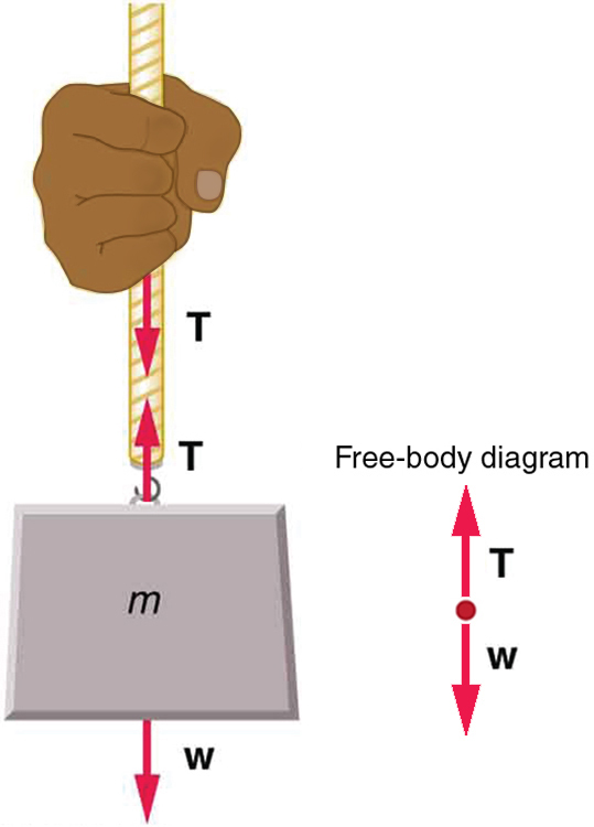 An object of mass m is attached to a rope and a person is holding the rope. A weight vector W points downward starting from the lower point of the mass. A tension vector T is shown by an arrow pointing upward initiating from the hook where the mass and rope are joined, and a third vector, also T, is shown by an arrow pointing downward initiating from the hand of the person.
