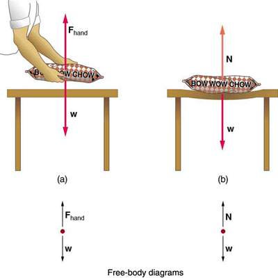 A person is holding a bag of dog food at some height from a table. He is exerting a force F sub hand, shown by a vector arrow in upward direction, and the weight W of the bag is acting downward, shown by a vector arrow having the same length as vector F sub hand. In a free-body diagram two forces are acting on the red point; one is F sub hand, shown by a vector arrow upward, and another is the weight W, shown by a vector arrow having the same length as vector F sub hand but pointing downward. (b) The bag of dog food is on the table, which deforms due to the weight W, shown by a vector arrow downward; the normal force N is shown by a vector arrow pointing upward having the same length as W. In the free-body diagram, vector W is shown by an arrow downward and vector N is shown by an arrow having the same length as vector W but pointing upward.