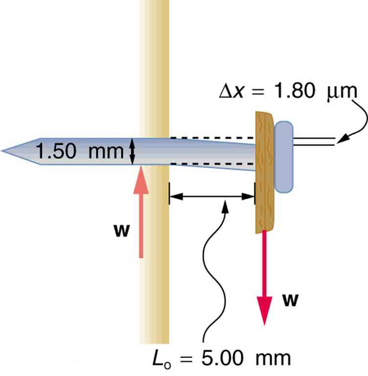 Diagram showing the side view a nail in a wall, deformed by the weight of a picture hanging from it. The weight w of the picture is downward. There is an equal force w upward on the nail from the wall. The nail is 1 point five zero millimeters thick. The length of the nail that is outside the wall is five point zero zero millimeters. The deformation delta x of the nail as a result of the picture is 1 point eight zero micrometers.