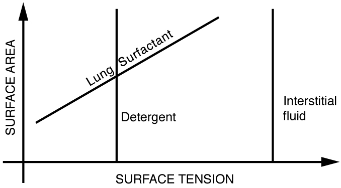 Cohesion And Adhesion In Liquids Surface Tension And Capillary Action College Physics