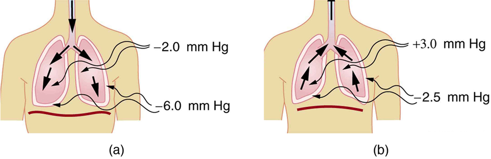 The figures represent the inhalation and expiration process in the human body. It shows the working of the various muscles and the movement of the diaphragm that causes the variation in the pressure inside the lungs.