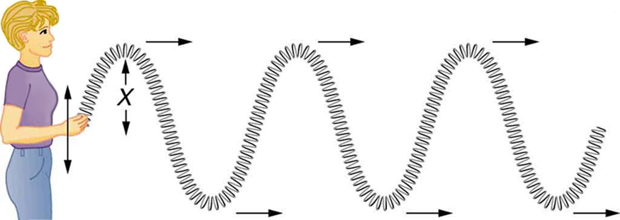The figure shows a woman holding a long spring in her hand and moving it up and down causing it to move in a zigzag manner away from her. It is an example of a transverse wave, the wave propagates horizontally. The direction of motion of the wave is shown with the help of right arrows at each crest and trough.